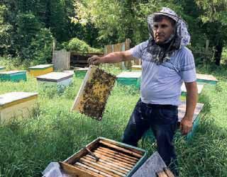 Пасіка Дібрівського конезаводу замінює вулики, щоб отримувати більше меду